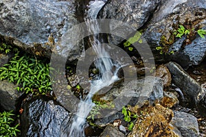The water flow in the jungle