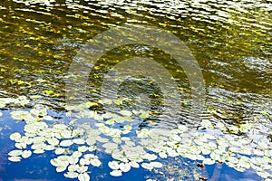 Water flow in river overgrown by water-lily leaves