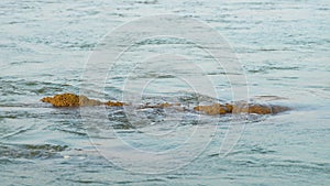 water flow of a tropical river with rocks in the middle