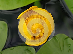 Water flower botanical named Nuphar lutea