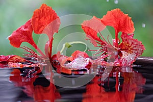 Water flower drops backgrund outdoor nature red green tree