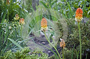 Water for flower of knofofiya flowerbed. Kniphofia flower. villatic holiday season, suburban. Kniphophia also called tritoma.