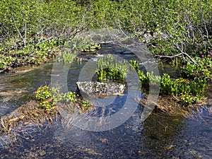 Water flowers on a clear mountain river