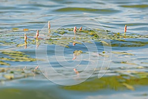 Water flowers lake waves leaves