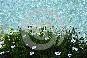 Water and flowers photo