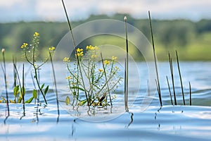 Water flowers yellow lake waves