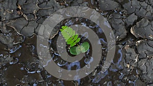 Water flowing on dead soil.