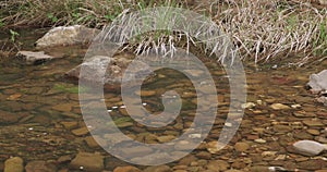 Water flowing down a rocky stony creek with long grass on the banks of the river