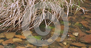 Water flowing down a rocky stony creek with long grass on the banks of the river