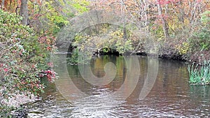 Water flowing downstream surrounded by autumn colored trees