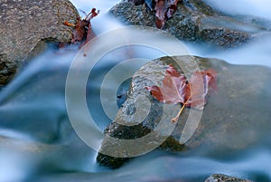 Water Flowing Over Leaf and Rocks