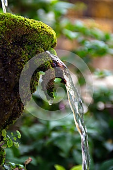 The water flowing from the rock with green ferns around