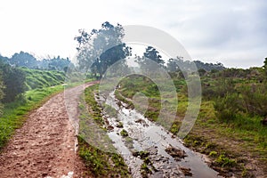 Water flowing through Tokai forest.