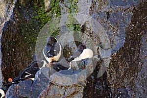 Water flows down the rocks, seabirds