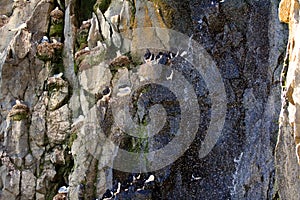 Water flows down the rocks, seabirds