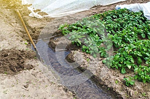 Water flows through an irrigation canal into the rows of a potato plantation. Agriculture industry. Growing crops in late spring