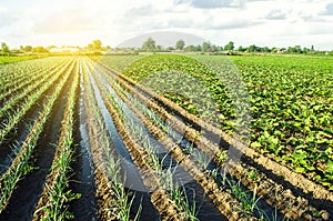 Water flows through irrigation canals on a farm leek onion plantation. Agriculture and agribusiness. Conservation of water