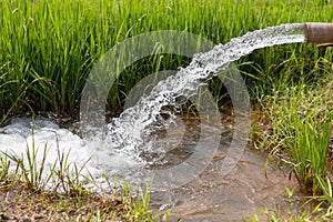 Water flows out of the pipes into the green rice fields