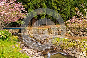 Water flows over stones in small stream by peaceful tree grove and pink blossoms