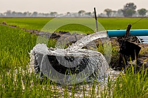 Water flows from a pipe to a round basin in green rice fields