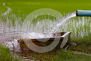 Water flows into a rice field.