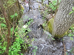 Water flows between trees in a seasonal stream