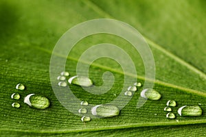 Water footprints on leaf