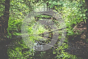 Water in forest, damp in green wood