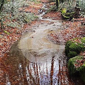 water in forest photo