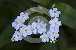 Water forget-me-not flowers at Belding Preserve in Connecticut.