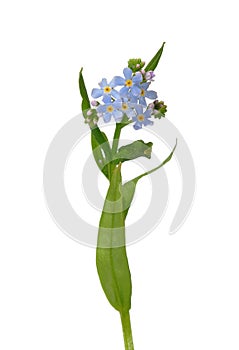 Water forget-me-not (Myosotis scorpioides)