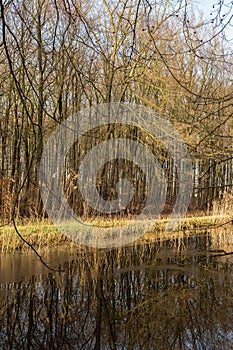 Water and forrest within the Dutch Waterloop Forrest for Hydraulic Research