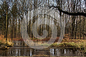 Water and forrest within the Dutch Waterloop Forrest for Hydraulic Research