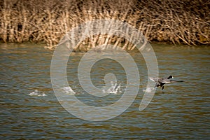 Water Foul Taking Flight