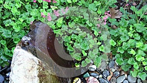 Water fountain with coral bells and rocks