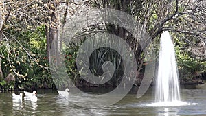 Water fountain flows