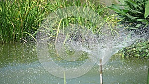 A water fountain inside the pond in the botanic garden