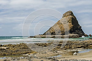 Water fowl nesting area on the coast