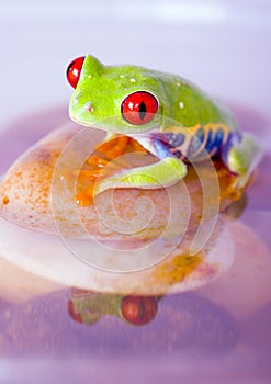 Water frog