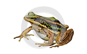 Water frog or green frog  on wood floor