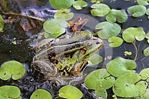 Water frog Pelophylax lessonae on the green duckweed of the reservoir