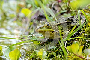 Water frog, Rana lessonae