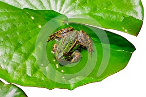 Water frog sits on green water lily leaf - Cutout