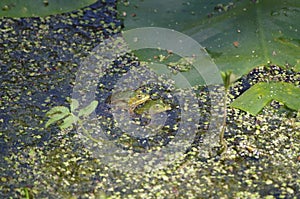 Water frogs during mating season