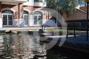 Water front buildings, restaurants, metal bench and ducks along canal in Bricktown, Entertainment District, Oklahoma City, travel photo