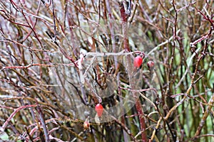 Water froze on a wild rose after rain. Berries and leaves are covered with ice photo