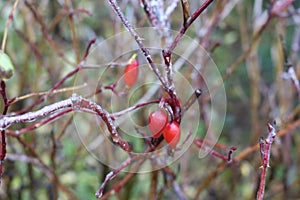Water froze on a wild rose after rain. Berries and leaves are covered with ice photo