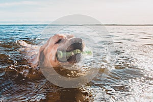 Water fun with a dog