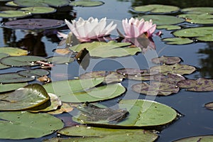 Water Garden