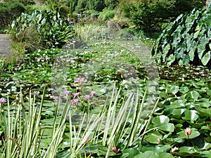 Water garden